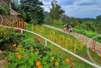 Wisata Kampung Domba Pandeglang Banten