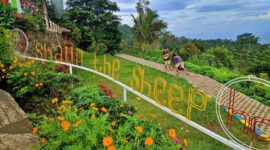 Wisata Kampung Domba Pandeglang Banten