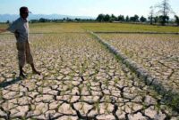 GAGAL PANEN: Kekeringan yang melanda sejumlah wilayah di Kabupaten Tangerang berpotensi menyebab gagal panen sejumlah wilayah pertanian.