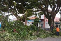 Dinas Lingkungan Hidup setempat saat melakukan pemangkasan pohon di tepi jalan dan sepanjang jalan protokol di wilayah Rangkasbitung.