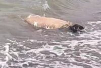 Jasad wanita tanpa identitas yang ditemukan terdampar di Pantai Pasir Putih.