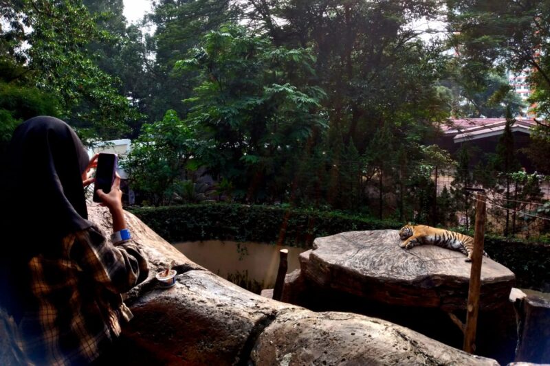 Kuna dan Jelita, harimau Siberia dan Benggala di Bandung Zoological Garden.