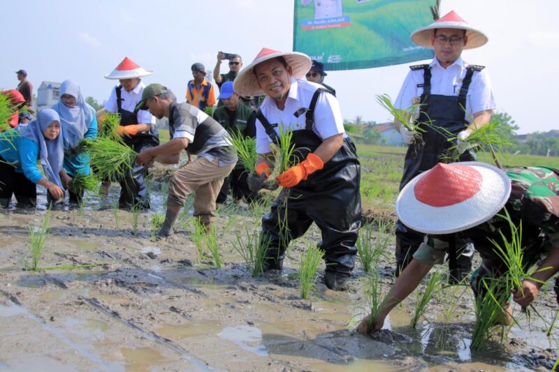TANAM PADI: Penjabat Walikota Tangerang, Nurdin, menjajal menanam padi di Benda, Rabu (10/1/2024).