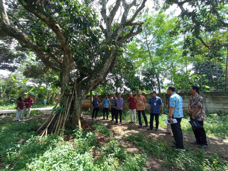 TANAMAN LOKAL: Kadis DPKP saat mengecek pusat rambutan parakan.
